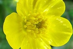 flower_0371