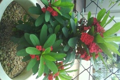 flower_0372