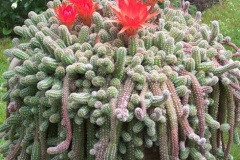 flower_0373