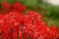 flower_0374