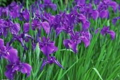 flower_0375