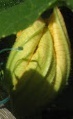 flower_0376