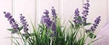 flower_0377