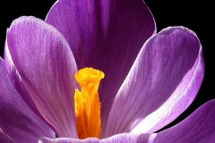 flower_0378