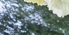 flower_0379