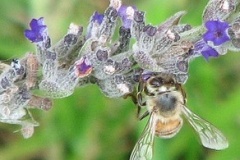 flower_0380