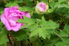 flower_0381