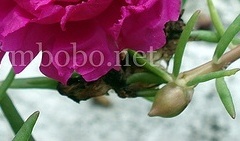 flower_0382