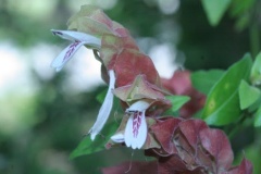 flower_0384