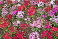 flower_0385