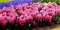 flower_0386