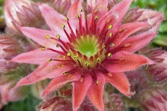 flower_0387