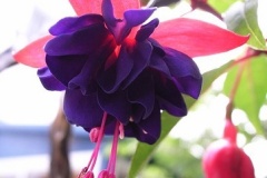 flower_0390