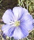 flower_0391