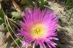 flower_0392