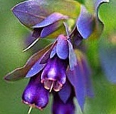 flower_0393