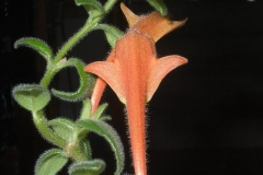 flower_0394
