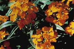 flower_0395