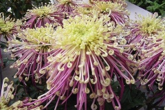 flower_0396