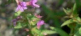 flower_0397