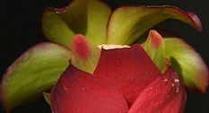 flower_0398