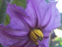flower_0399