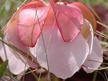 flower_0400