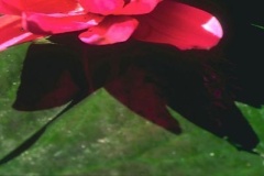 flower_0401
