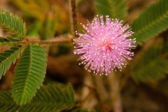 flower_0402