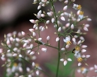 flower_0403