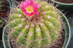 flower_0404