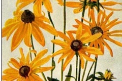 flower_0405