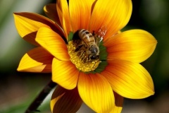 flower_0406