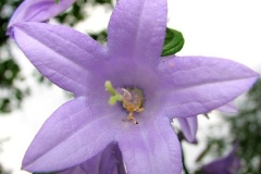 flower_0407
