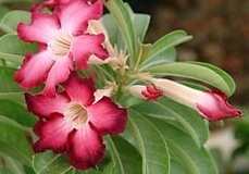 flower_0408