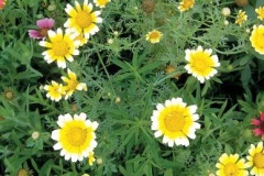flower_0409