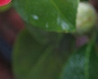 flower_0410