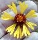 flower_0411
