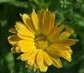 flower_0412