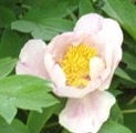 flower_0413