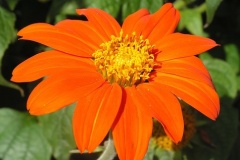 flower_0414