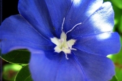 flower_0415