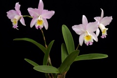 flower_0416