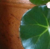 flower_0417