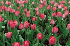 flower_0418