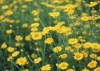 flower_0419