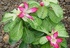 flower_0420