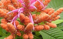 flower_0421