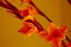 flower_0422