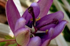 flower_0423